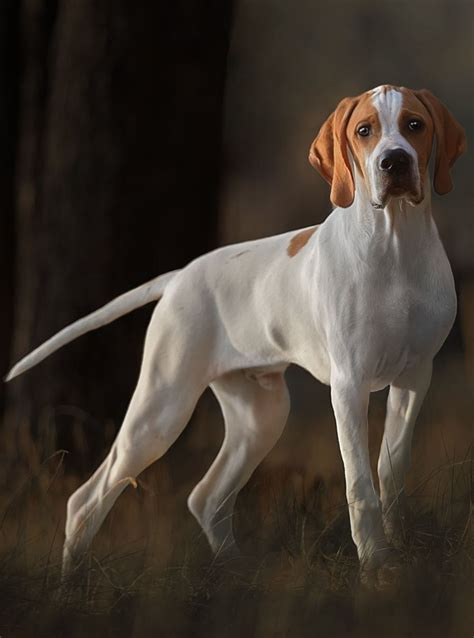English Pointer English Pointer Dog Pointer Dog Hunting Dogs