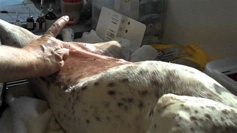 Check spelling or type a new query. Preparing Dog For Spay Operation Vet - YouTube