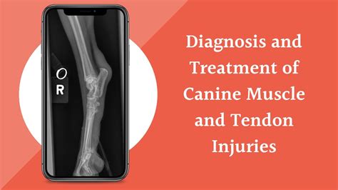 February 8 2021 Diagnosis And Treatment Of Canine Muscle And Tendon