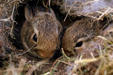 What Does A Rabbit Nest Look Like Heres How To Find Them Pet Keen
