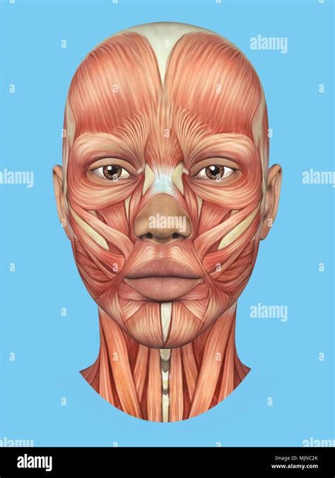 Anatomy Front View Of Major Face Muscles Of A Woman Stock Photo Alamy
