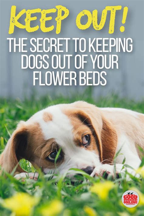 Keep spray away from face and especially eyes! How to Keep Dogs Out of Garden & Flower Beds | Dogs ...