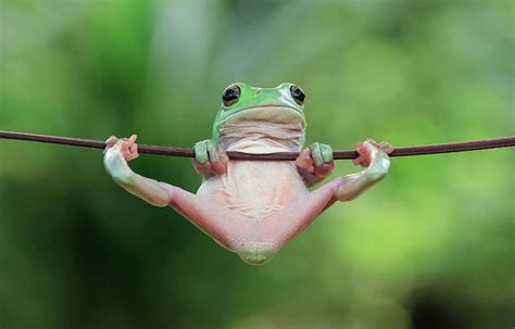 This Photographer Photographs Frogs Like Youve Never Seen Before 10