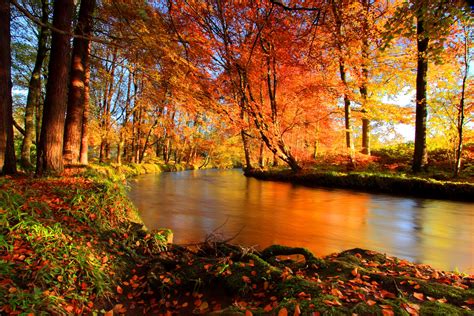 River In Autumn Forest Hd Wallpaper Background Image