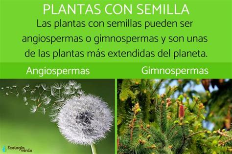 Plantas Con Semilla Clasificación Y Ejemplos ¡resumen