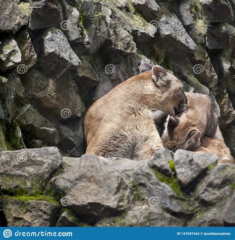 Cute Mountain Lioness Puma Concolor Also Commonly Known As The Cougar