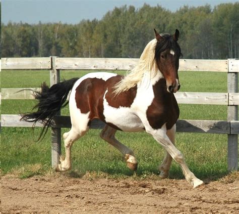 Sweethearts Of The West The Beautiful Pinto Horse By Cheri Kay Clifton