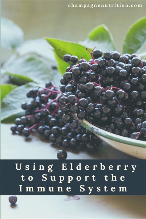 Using Elderberry To Support The Immune System What You Need To Know