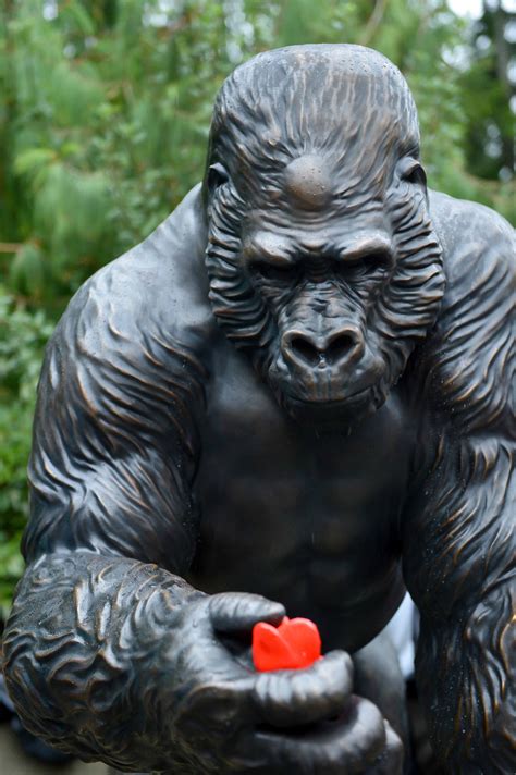 He was captured from the wild as a baby and brought to live with humans. Beloved Ivan: A sculpture of a Tacoma gorilla at Point ...
