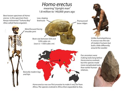 Neanderthal And Homosapien Differences