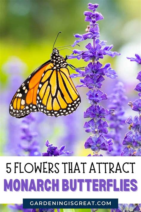 5 Flowers That Attract Monarch Butterflies Gardening Is Great
