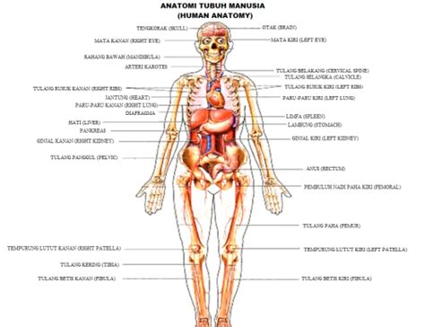 Tetapi, sebenarnya nama latin dari pada bunga rosa nitida, di kenal dengan juga mawar yang bercahaya lantaran daunnya bercahaya. Anatomi Tubuh Manusia - Om Dompet