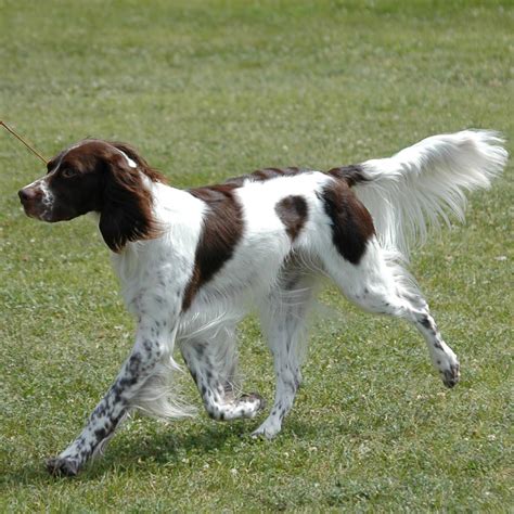 French Spaniel Breed Guide Learn About The French Spaniel