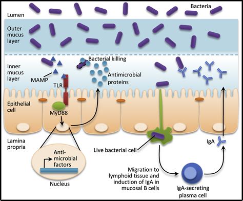 Immune Responses To The Microbiota At The Intestinal Mucosal Surface