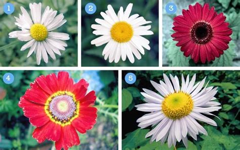 Types Of Daisies A Visual Compendium Daisy Flower Types