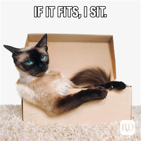 45 Cat Memes Youll Laugh At Every Time Readers Digest