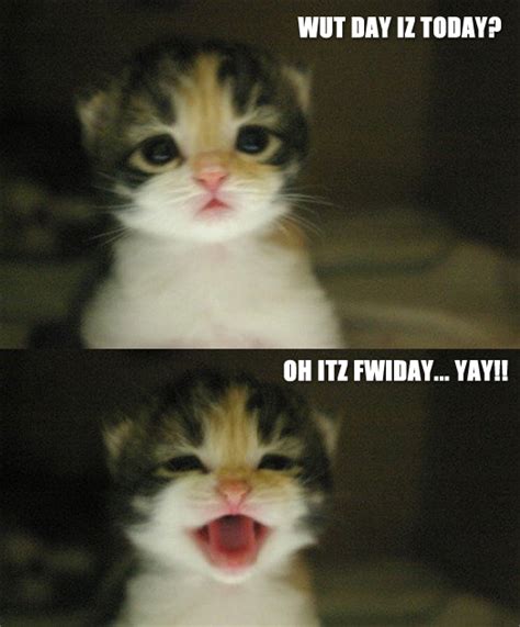 We did not find results for: It's Friday... Yay!! - Meow Aum!