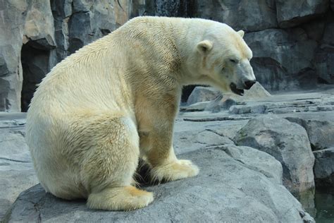 Life Is Beautiful Polar Bear Ursus Maritimus Alaska Zoo