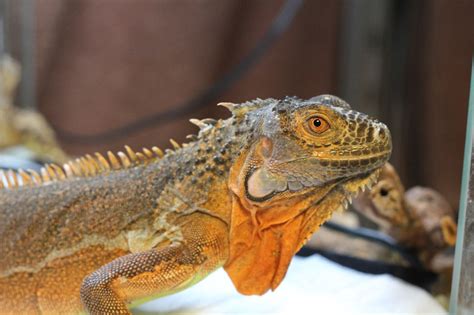了ナル地獄賞 アナノレ地獄賞だったら打てる。 アナール学派 足コキなら大丈夫 ジュン兄貴姉貴がいて草 リッキ. イグアナ 手 - Google 検索 | イグアナ