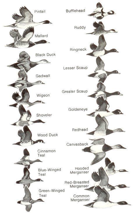 Ducks At A Distance A Waterfowl Identification Guide Hines Robert W