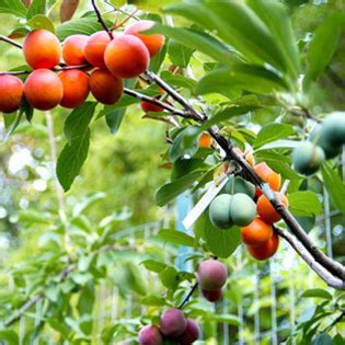 You will need to provide sufficient. Fairy Tale Hybrid Bears Fruit | ODS
