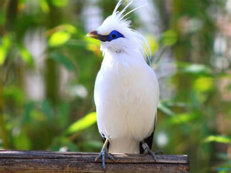 Inilah 4 jenis burung langka endemik kalimantan. Mengenal Burung Jalak Bali, Hewan Omnivora yang Sudah ...