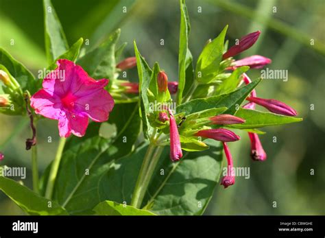 Four O´clock Plant Marvel Of Peru Mirabilis Jalapa Flowering Stock