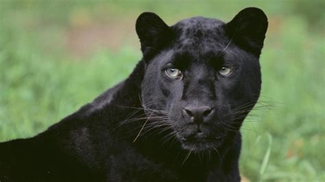 What Is The Scientific Name For A Black Panther