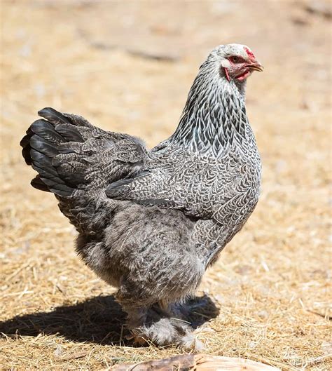 Brahma Chicken Breed What You Need To Know LaptrinhX News