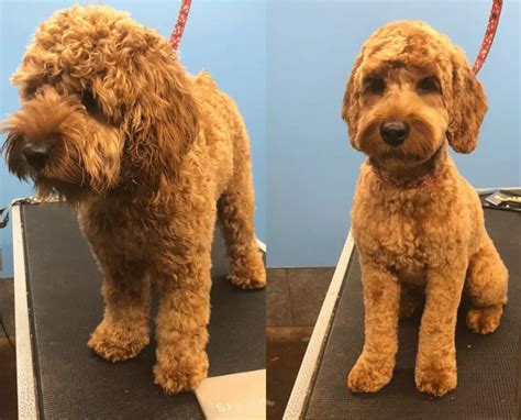 Cockapoo Grooming Guide Step By Step In Cockapoo