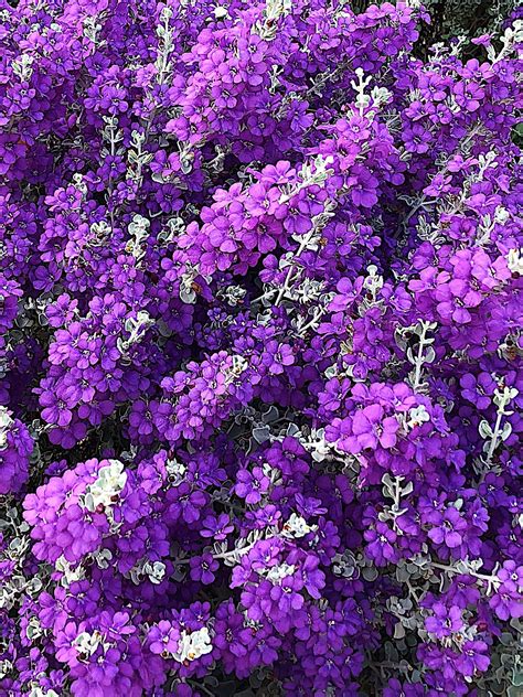 Purple flowering bushes in arizona. In the last few days the Green Cloud Sage bushes have ...