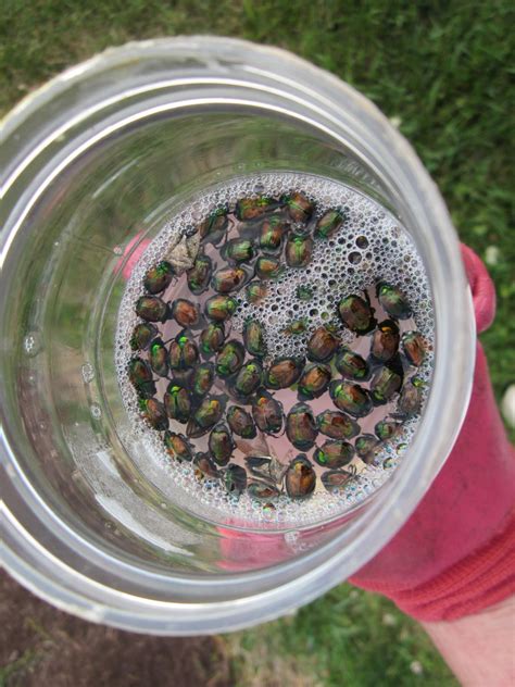 In their native country of japan, natural enemies keep beetle numbers in proper balance. Tips for Combatting Common Rose Problems | HGTV