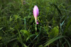 Herbstzeitlosen und herbstkrokusse sowie safrankrokus unterscheiden, um vergiftung vorzubeugen. Herbstzeitlose und Krokus » Wo liegen die Unterschiede?