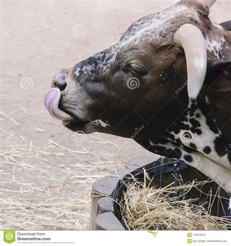 Large Breeding Cow With Big Horns Licks After Eating Stock Photo