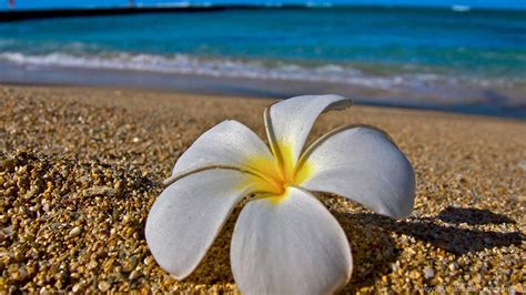 Hawaiian Plumeria Flower Wallpapers Wallpaper Cave