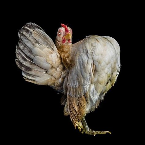 foto gambar hewan lucu  kontes kecantikan ayam