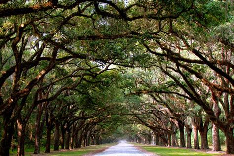 Best dining in savannah, georgia coast: Wormsloe Plantation Historic Site: Savannah Attractions ...