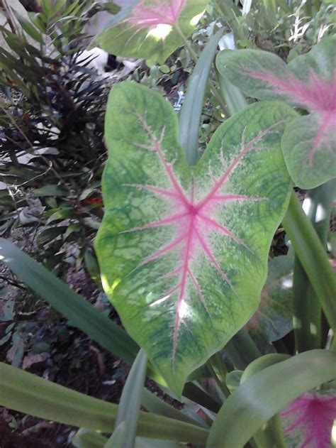 A Heart Shaped Plant With Pink And Green Leaves