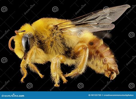Yellow Bee Picture Image 90155730