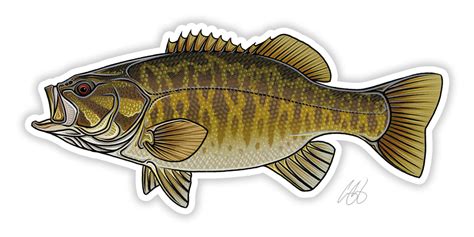 Smallmouth Bass Decal Casey Underwood Artwork And Design