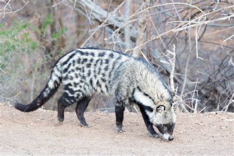 160 Civet Africa Stock Photos Pictures And Royalty Free Images Istock