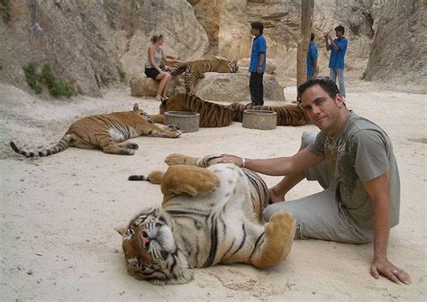 Tigers And Buddhist Monk Live Together In Thailands Tiger Temple