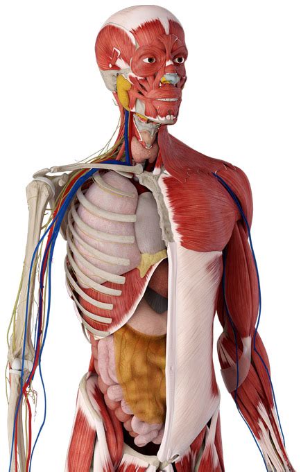 Complete Anatomy 3d4medical