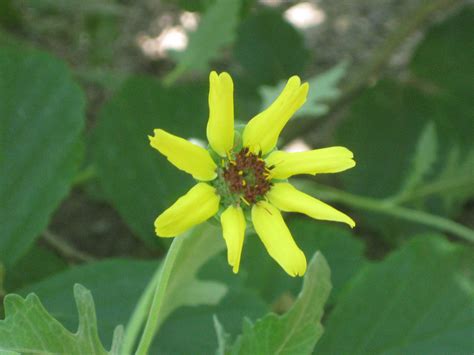 Chocolate flower also called as berlandiera lyrata, chocolate daisy, lyreleaf greeneyes, is a species of the berlandiera genus. Berlandiera lyrata