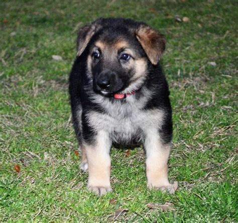 We produce healthy, well adjusted, beautiful german shepherd puppies at a reasonable price for those who want the perfect pet or trusted guard dog. German Shepherd Puppies For Sale | Fredericksburg, TX #182600