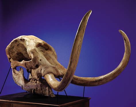 Beautiful pictures of mastodon resolution: Ancient Mastodon Skull From Texas Gravel Pit, 26 Pound ...