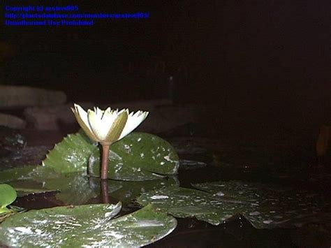Plantfiles Pictures Tropical Night Blooming Water Lily Waterlily