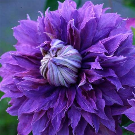 My clematis come to me from a very good grower that provides the best, most reliable varieties. Sapphire Indigo ™ Clematis - FineGardening