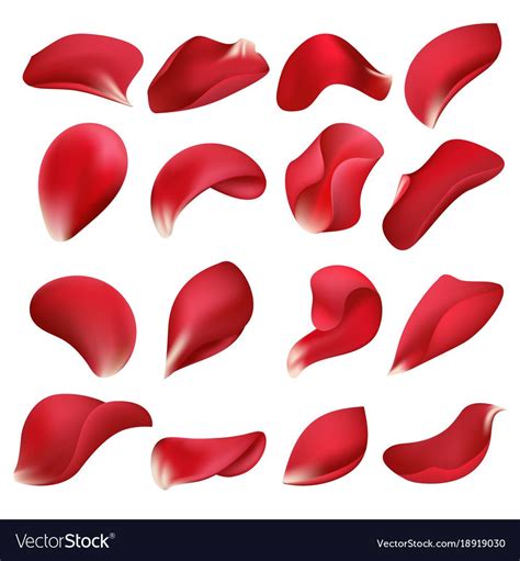 How To Draw A Rose Petal After Learning The Basics Of Drawing A