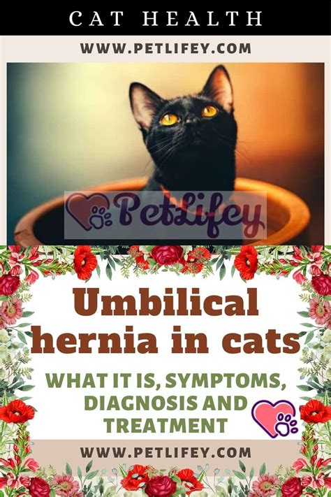 Umbilical Hernia In Cats What It Is Symptoms Diagnosis And Treatment